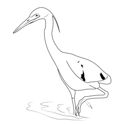 Little Blue Heron 3 Free Coloring Page for Kids