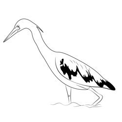 Little Blue Heron 4 Free Coloring Page for Kids