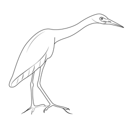 Little Blue Heron Free Coloring Page for Kids