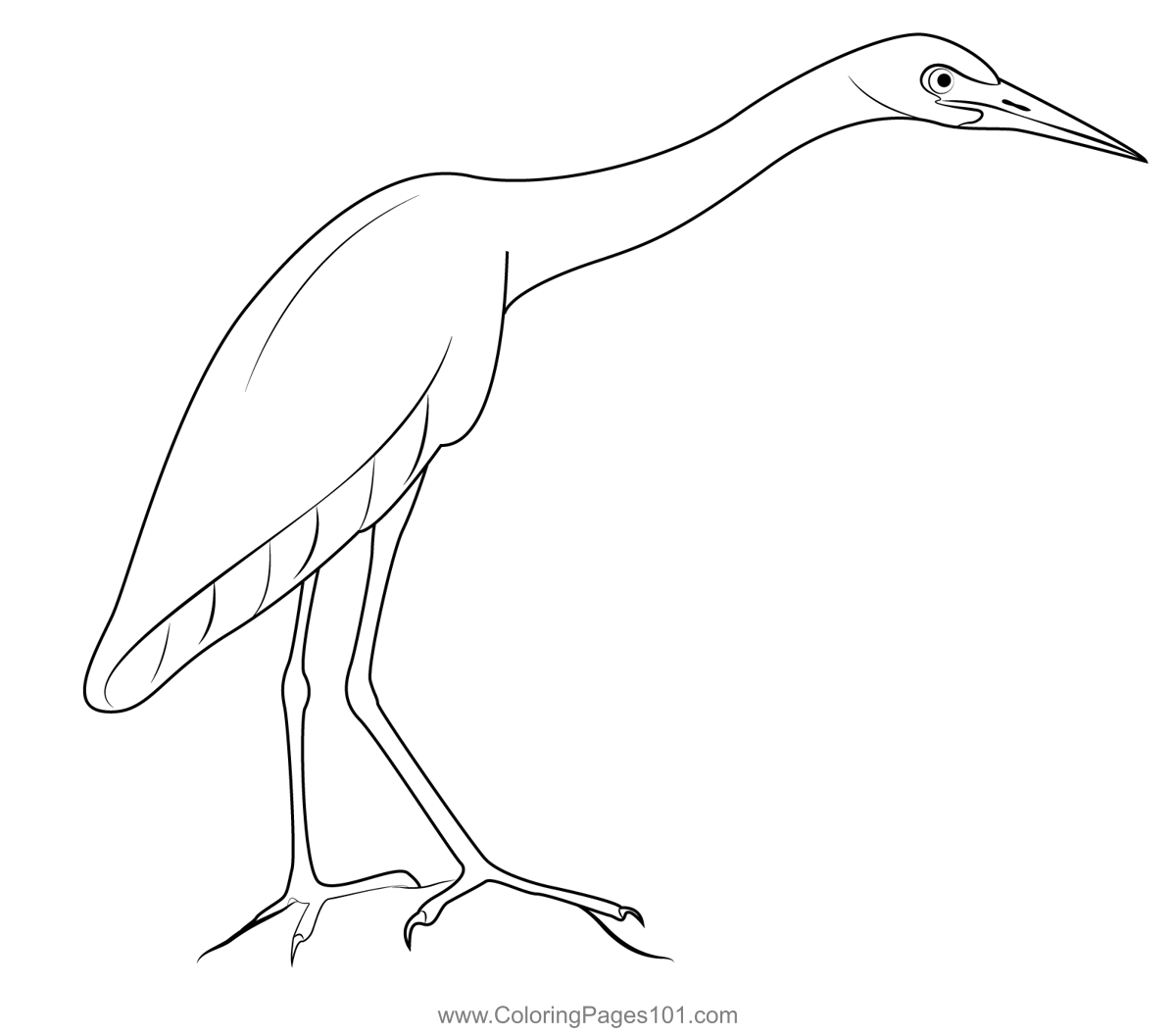 Little Blue Heron Coloring Page for Kids - Free Herons Printable