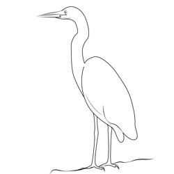 White Heron Free Coloring Page for Kids