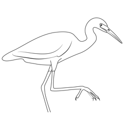 White Little Heron Free Coloring Page for Kids