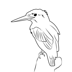 Kingfisher Sitting On Tree Free Coloring Page for Kids