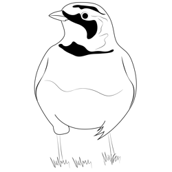 A Winter Horned Lark Free Coloring Page for Kids