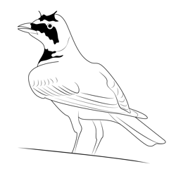Cute Horned Lark Free Coloring Page for Kids