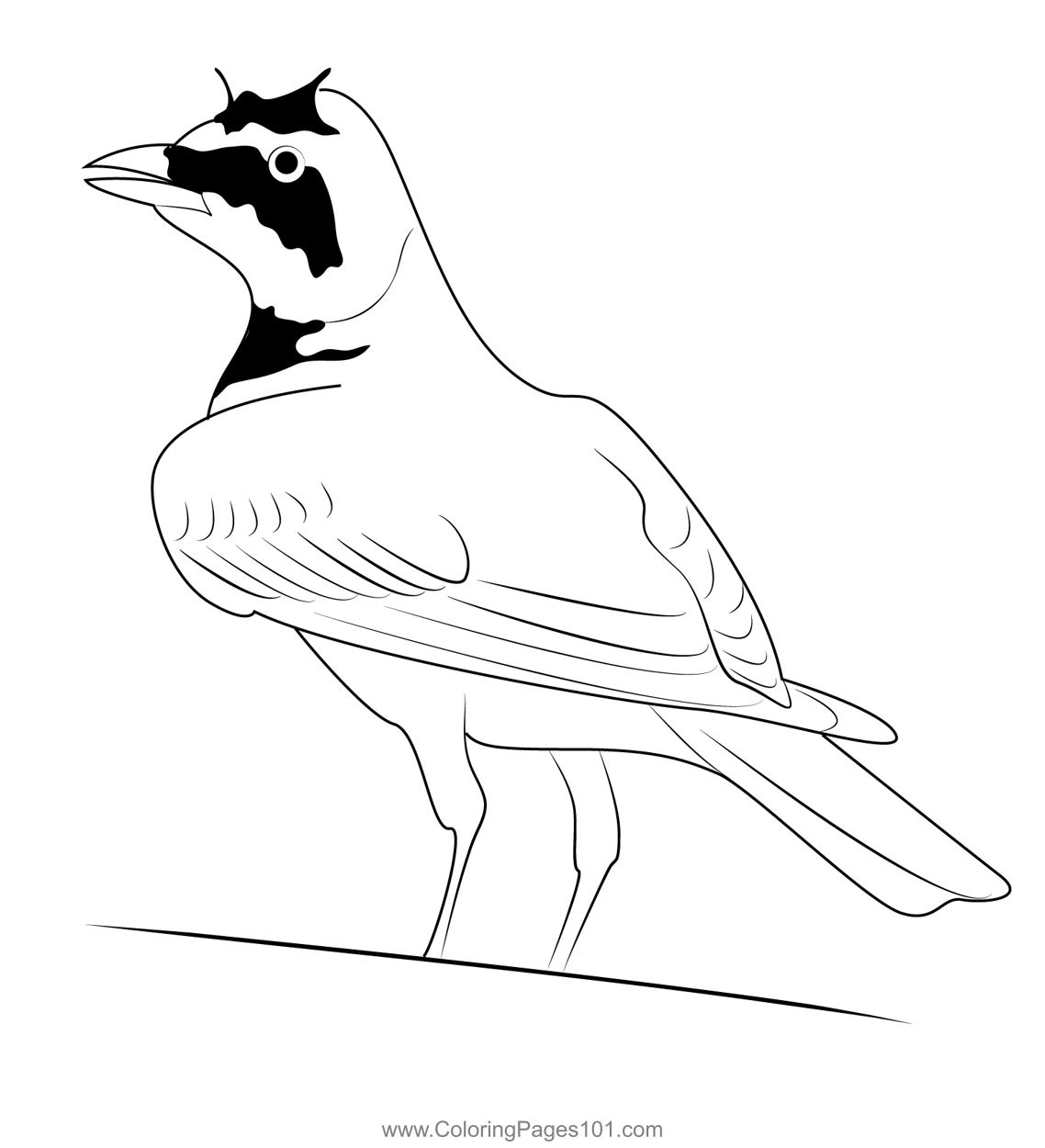 Cute Horned Lark Coloring Page for Kids Free Larks Printable Coloring