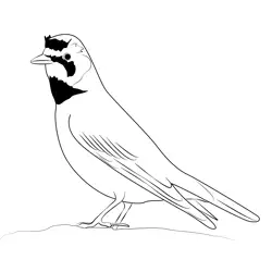 Horned Lark 1 Free Coloring Page for Kids