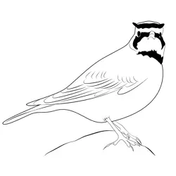 Horned Lark 11 Free Coloring Page for Kids