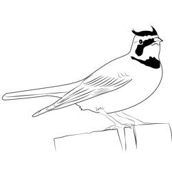 Horned Lark 12 Free Coloring Page for Kids