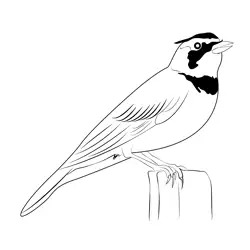 Horned Lark 13 Free Coloring Page for Kids