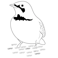 Horned Lark 14 Free Coloring Page for Kids