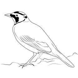 Horned Lark 15 Free Coloring Page for Kids