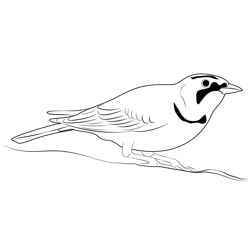 Horned Lark 16 Free Coloring Page for Kids