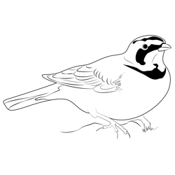 Horned Lark 17 Free Coloring Page for Kids