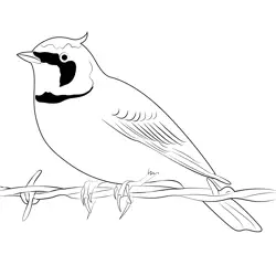Horned Lark 18 Free Coloring Page for Kids