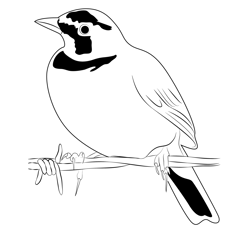 Horned Lark 19 Free Coloring Page for Kids