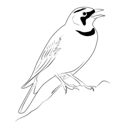 Horned Lark 2 Free Coloring Page for Kids