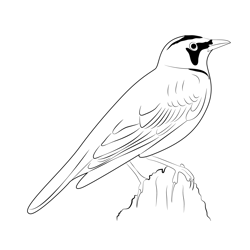 Horned Lark 20 Free Coloring Page for Kids