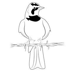Horned Lark 21 Free Coloring Page for Kids