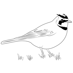 Horned Lark 22 Free Coloring Page for Kids