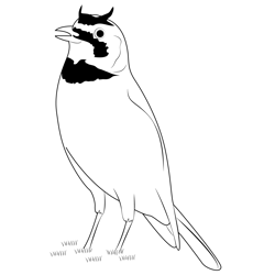 Horned Lark 3 Free Coloring Page for Kids
