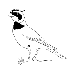 Horned Lark 4 Free Coloring Page for Kids