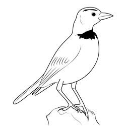 Horned Lark 5 Free Coloring Page for Kids