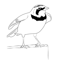 Horned Lark 6 Free Coloring Page for Kids