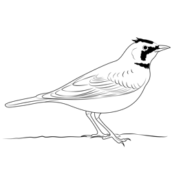 Horned Lark 7 Free Coloring Page for Kids