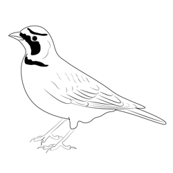 Horned Lark 8 Free Coloring Page for Kids