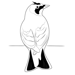 Horned Lark 9 Free Coloring Page for Kids