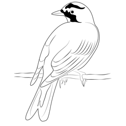Horned Lark Arizona Free Coloring Page for Kids