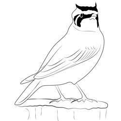 Horned Lark Bird Free Coloring Page for Kids
