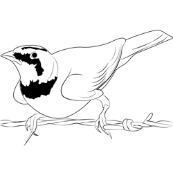 Horned Lark Flight Pose Free Coloring Page for Kids