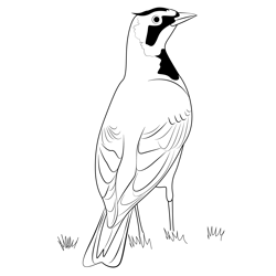 Horned Lark Look Free Coloring Page for Kids