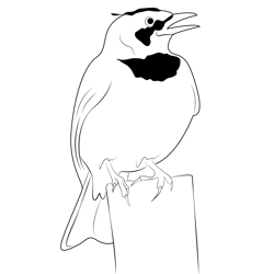 Horned Lark Male Free Coloring Page for Kids