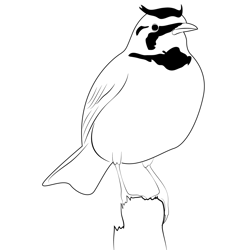 Horned Lark Free Coloring Page for Kids