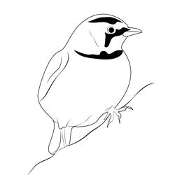 Horned lark 24 Free Coloring Page for Kids