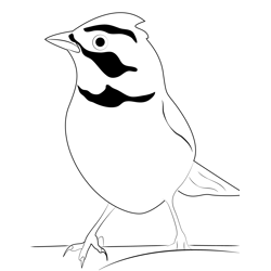 Small Horned Lark Free Coloring Page for Kids
