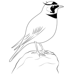Temminck's Horned Lark Free Coloring Page for Kids
