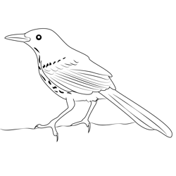 A Brown Thrasher Free Coloring Page for Kids