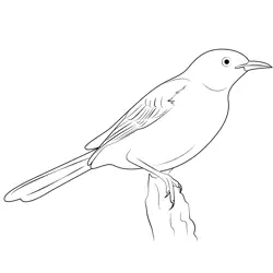 A Mockingbird Free Coloring Page for Kids