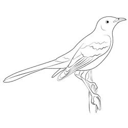 Adult Mockingbird Free Coloring Page for Kids