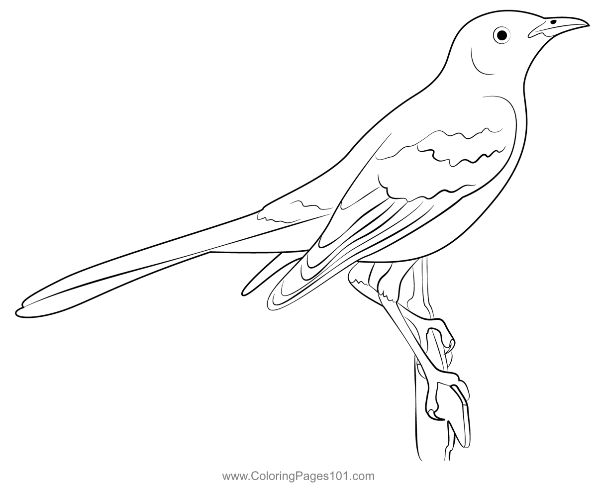 Adult Mockingbird