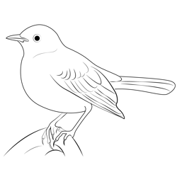 Angry Mockingbird Free Coloring Page for Kids