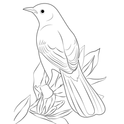 Attractive Mockingbird Free Coloring Page for Kids