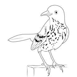 Beautiful Bird Brown thrasher Free Coloring Page for Kids