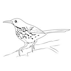 Beautiful Brown Thrasher Free Coloring Page for Kids