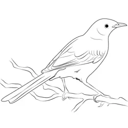 Beautiful Mockingbird Free Coloring Page for Kids