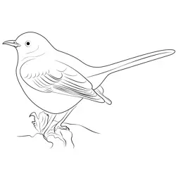 Big Mockingbird Free Coloring Page for Kids